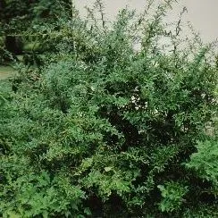 thumbnail for publication: Berberis julianae Winterberry Barberry